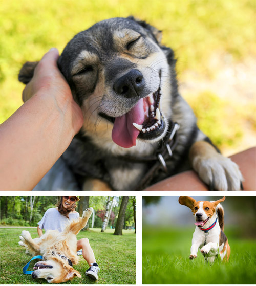happy dogs