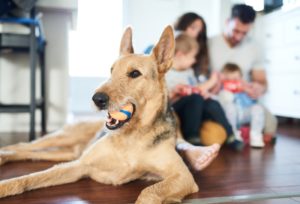 Dog With A Ball In Its Mouth